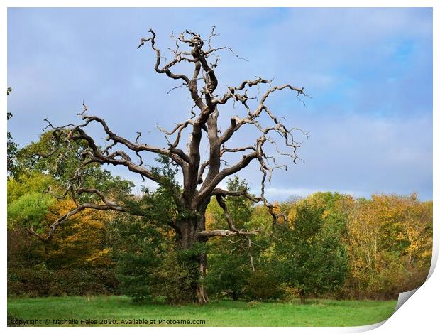The Striking Shape of a Dead Tree in Autumn Print by Nathalie Hales
