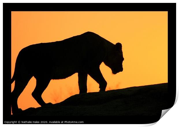 Silhouette of a Lioness Print by Nathalie Hales