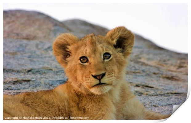 Lion Cub Print by Nathalie Hales