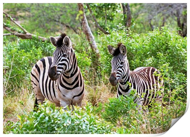 Zebras in the Bush Print by Nathalie Hales