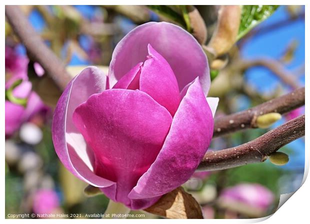 Magnolia Flower Print by Nathalie Hales