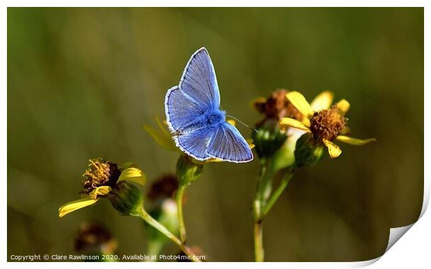 Common Blue Butterfly on yellow flowers Print by Clare Rawlinson