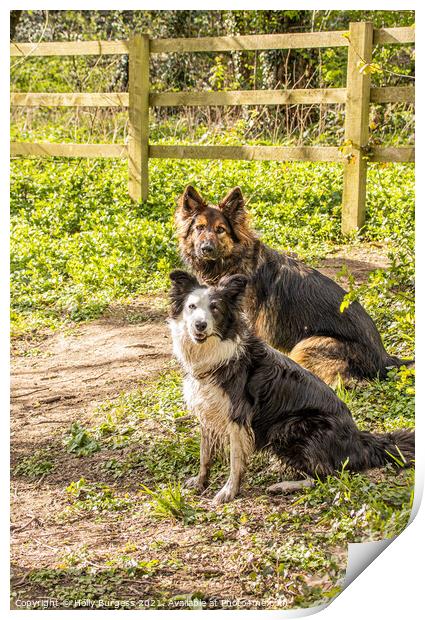 Dual Heritage: Collie and German Shepherd Splendou Print by Holly Burgess