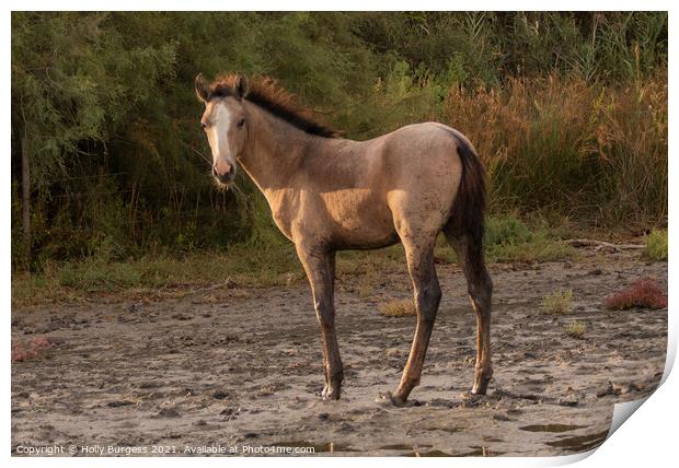 Dawn's First Light: Camargue Foal Print by Holly Burgess