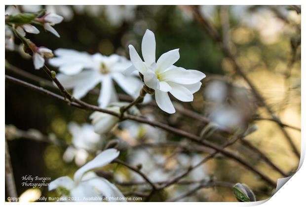 White Magnolia  Print by Holly Burgess