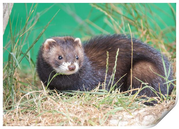 European Polecat species of mustelid native to western Eurasia and North Africa Print by Holly Burgess
