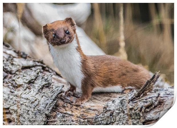 Stoat or short tailed weasle  Print by Holly Burgess