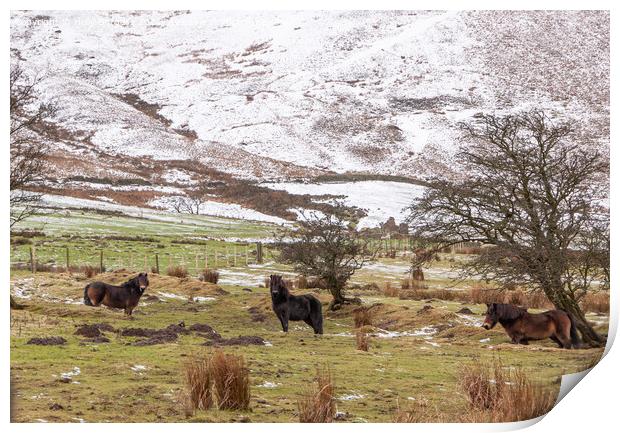 Snow on Edale  with Fell Ponies enjoying the weather in Derbyshire  Print by Holly Burgess
