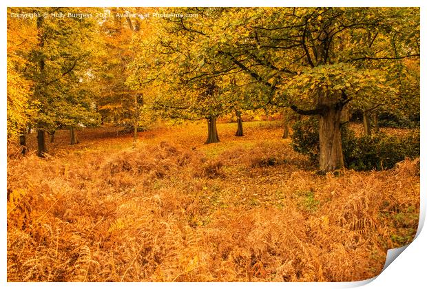 Autumn at Wollaton park Nottingham  Print by Holly Burgess