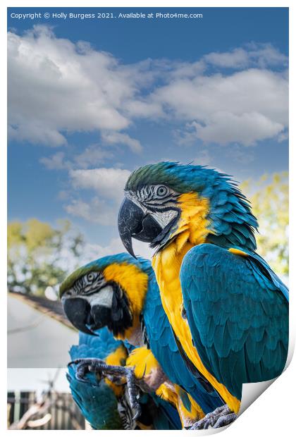 Blue and Gold Macaws  Print by Holly Burgess