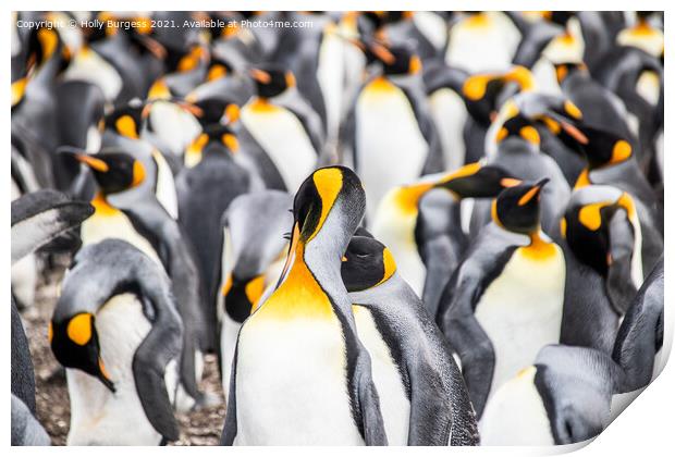 Group of penguins in Falkland isles all hugging together to keep warm  Print by Holly Burgess