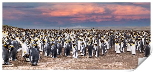 Penguins on the beach at Falklands, as the sun is setting  Print by Holly Burgess