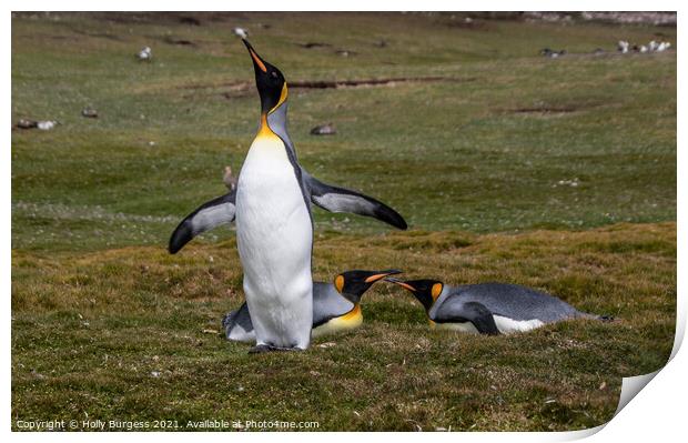 Emperor Penguins one of the largest sea birds Over Print by Holly Burgess