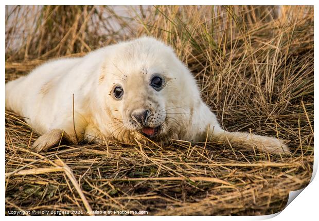 Innocence on Ice: Baby Seal Awaits Print by Holly Burgess