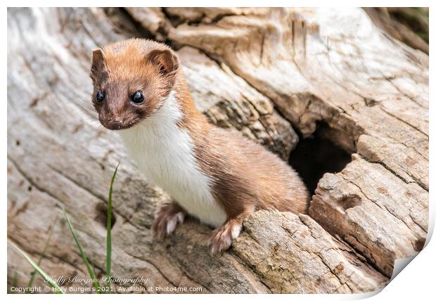 stout or weasel  Print by Holly Burgess