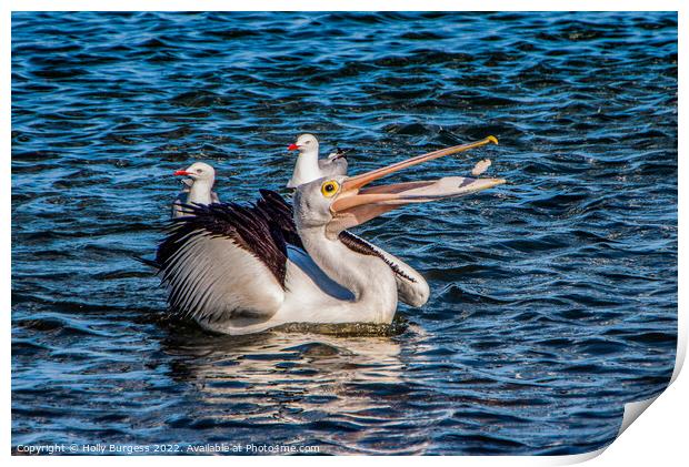 Pelican playing with his food  Print by Holly Burgess