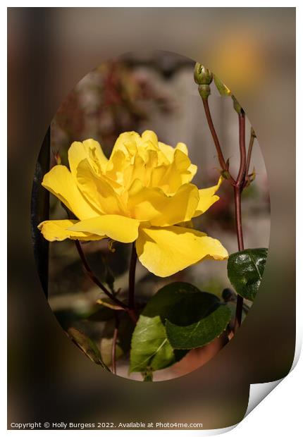 Yellow scented Rose  Print by Holly Burgess