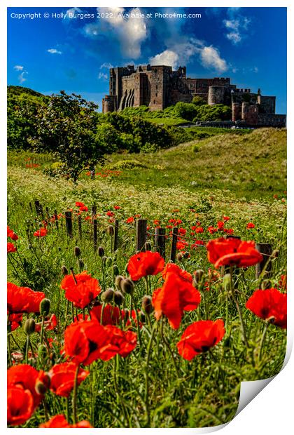 Bamburgh Castle: A Poppy Field Panorama Print by Holly Burgess