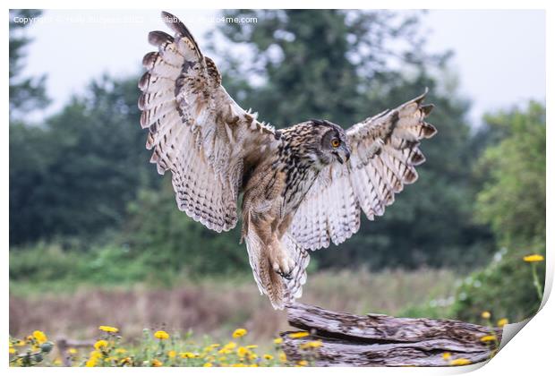 'Eurasian Eagle-Owl: Europe's Predatory Presence' Print by Holly Burgess