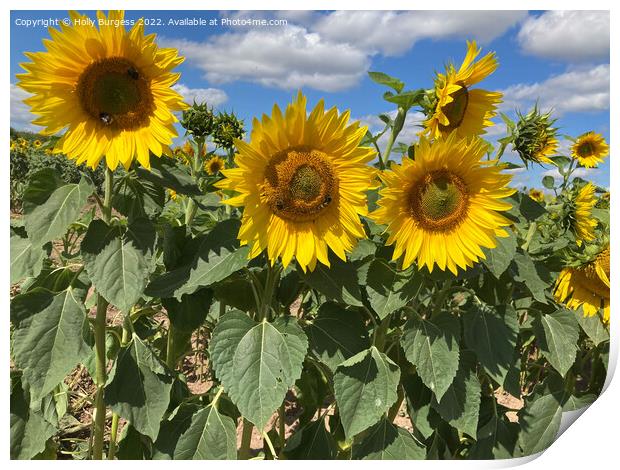 Dancing Sunflowers Under a Summer Sky Print by Holly Burgess