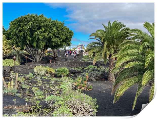 The Jardín de Cactus is a cactus garden on the island of Lanzarote i Print by Holly Burgess