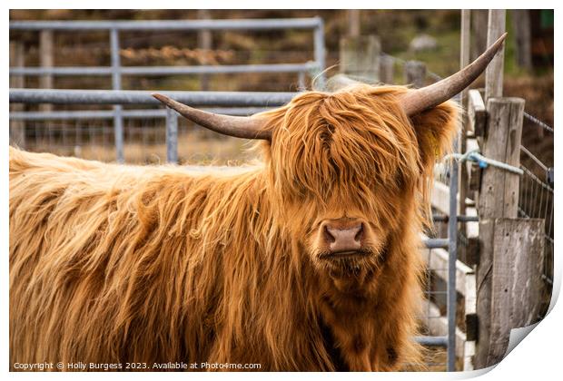 Highland Beauty:Coo  Scotland's Iconic Bovine Print by Holly Burgess