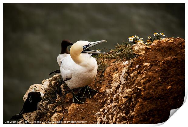 Gannet's Graceful Sojourn at Bempton Edge Print by Holly Burgess