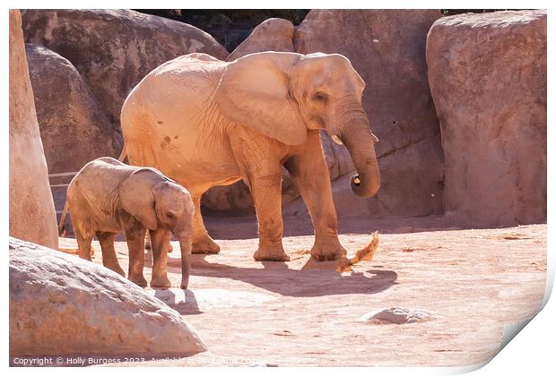 Elephants and baby Bio Zoo Valencia  Print by Holly Burgess