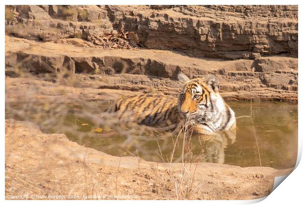 Royal Bengal Tiger in Ranthambore National Park India  Print by Holly Burgess