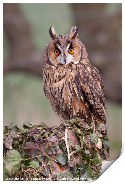 Long Eared Owl  Print by Holly Burgess