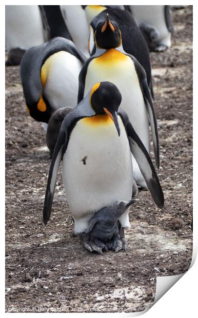 Gento Penguin And Chick Print by Holly Burgess