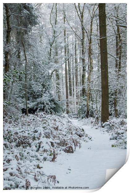 Winter in the Forest  Print by Holly Burgess
