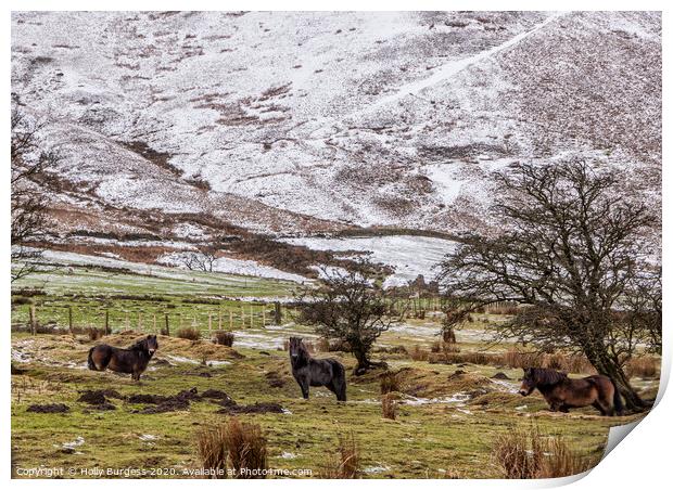 Derbyshire Ponies in the snow  Print by Holly Burgess