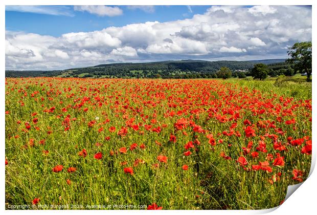 Field of Poppies Print by Holly Burgess