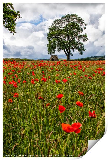 Vibrant Poppies: Derbyshire's Hidden Gem Print by Holly Burgess