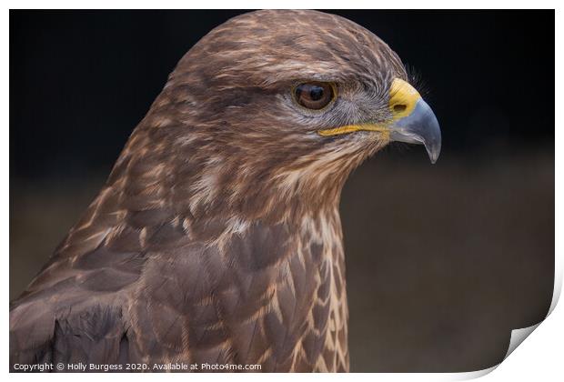 Common Buzzard, Bird Of Prey,  Print by Holly Burgess