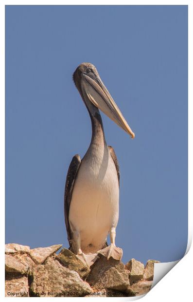 Ballestas Islands, Peruvian Pelican  Print by Holly Burgess
