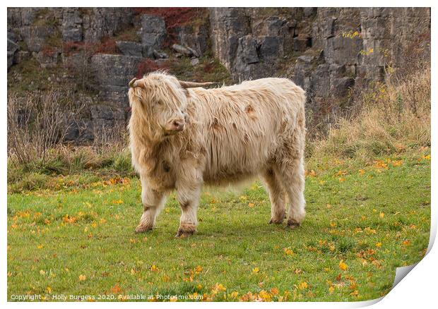 Highland cattle White in Derbyshire  Print by Holly Burgess