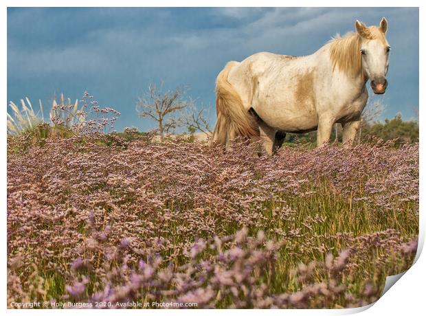 Camargue White  horse in the Heather  Print by Holly Burgess