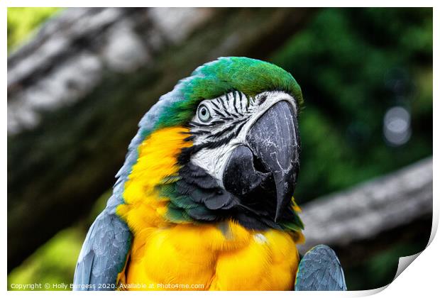 'Emerald-Topped Parrot: The Blue and Gold Macaw' Print by Holly Burgess
