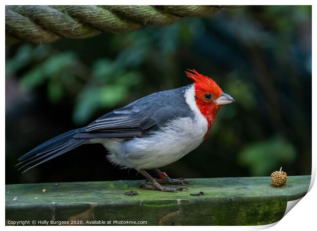 Red Crested Cardinal  Print by Holly Burgess