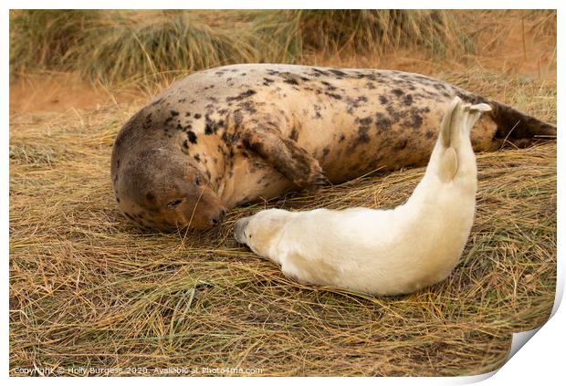 Intimate Bond: Grey Seals at Lincolnshire Print by Holly Burgess
