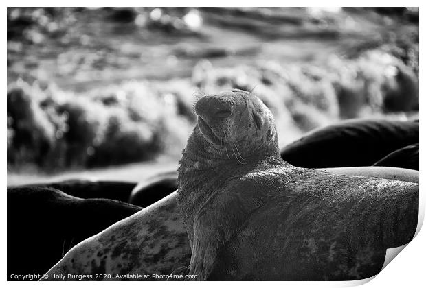 'Expressive Seal Basking on Horsey Beach' Print by Holly Burgess
