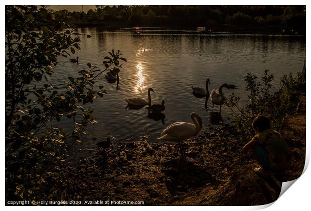 Dusk Serenade: Swans on Tranquil Lake Print by Holly Burgess
