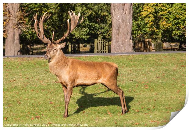 Red Deer Stag one proud fellow Bradgate  Park  Print by Holly Burgess