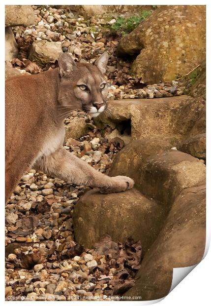 Stalking Puma: Wilderness' Silent Hunter Print by Holly Burgess