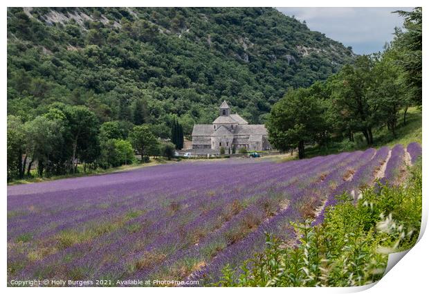 Provence Lavender field area, France  Print by Holly Burgess