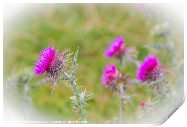 Scottish Thistle, found in most countries all over the world  Print by Holly Burgess