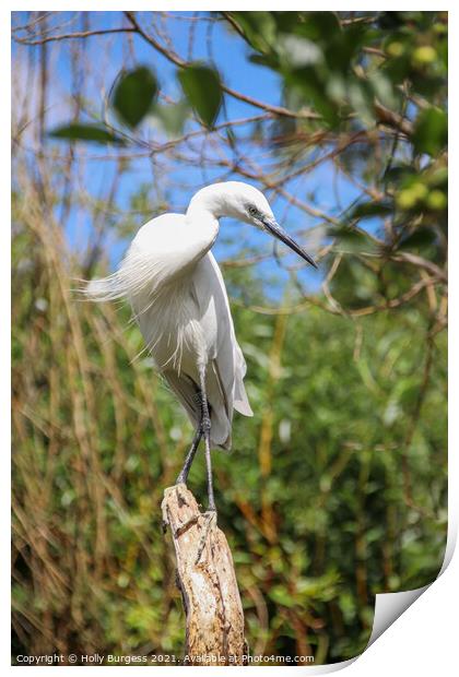 Brilliant White Egret in Natural Habitat Print by Holly Burgess