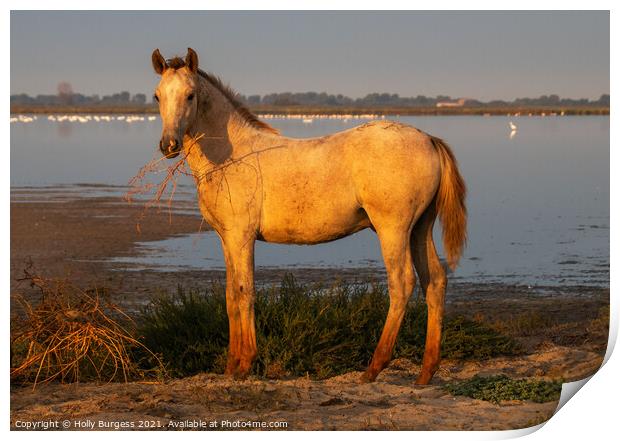 Camargue Horse, one of the foals belonging to the white horse  Print by Holly Burgess